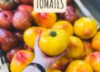 Tomates produites à Berthenay en Indre-et-Loire