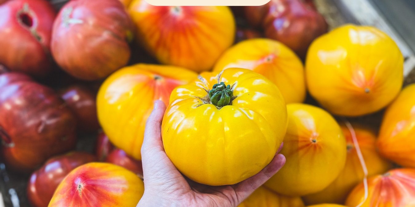 Legumes_tomates Tomates produites à Berthenay en Indre-et-Loire