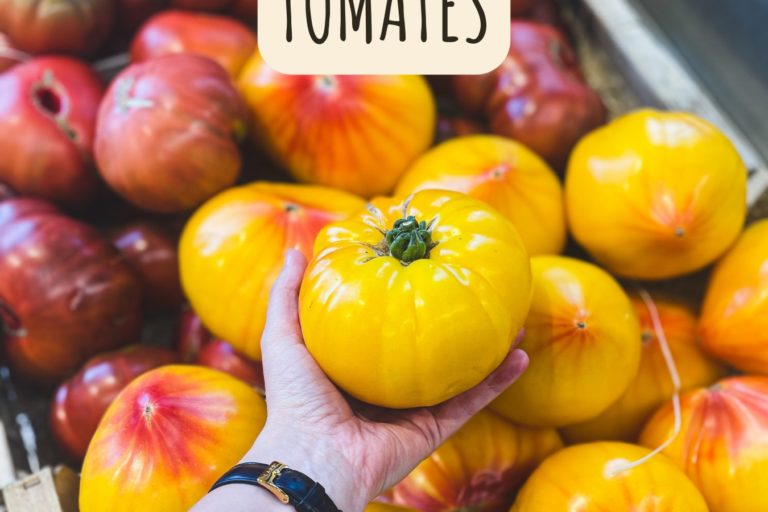 Tomates produites à Berthenay en Indre-et-Loire